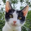 Photo of patak
