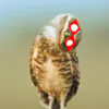 Photo of alcinnz